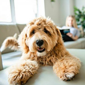 woman with his Golden Labradoodle dog reading at home