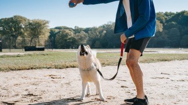 How to Choose a Dog Trainer