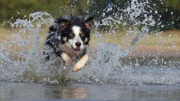 Keep Your Dog Safe from Florida Heat