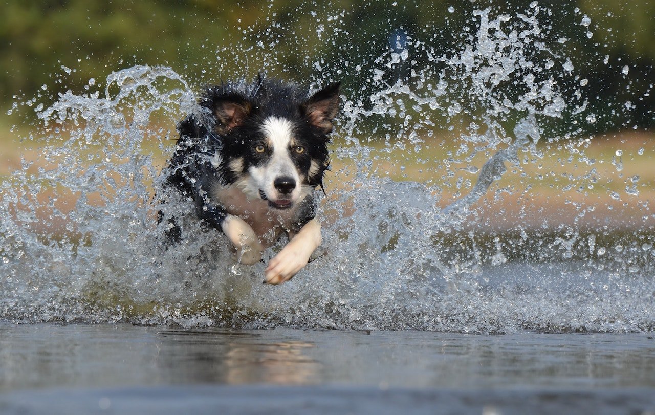 Keep Your Dog Safe from Florida Heat