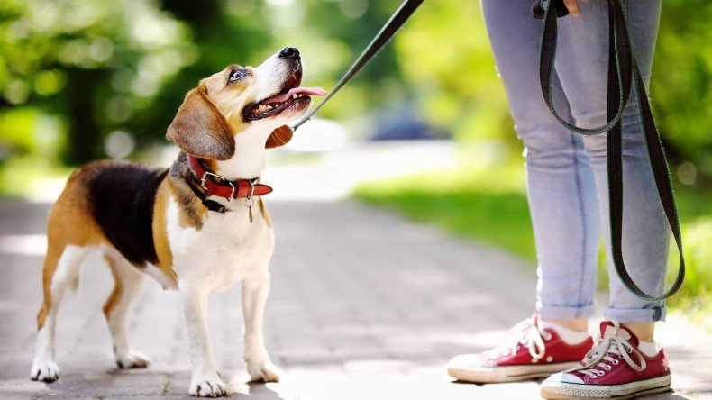 Quality Walk Time